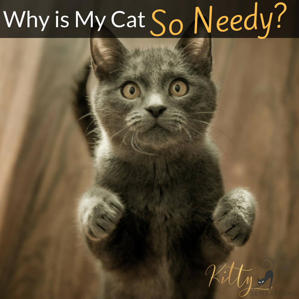 why-is-my-cat-so-needy-7-reasons-explained