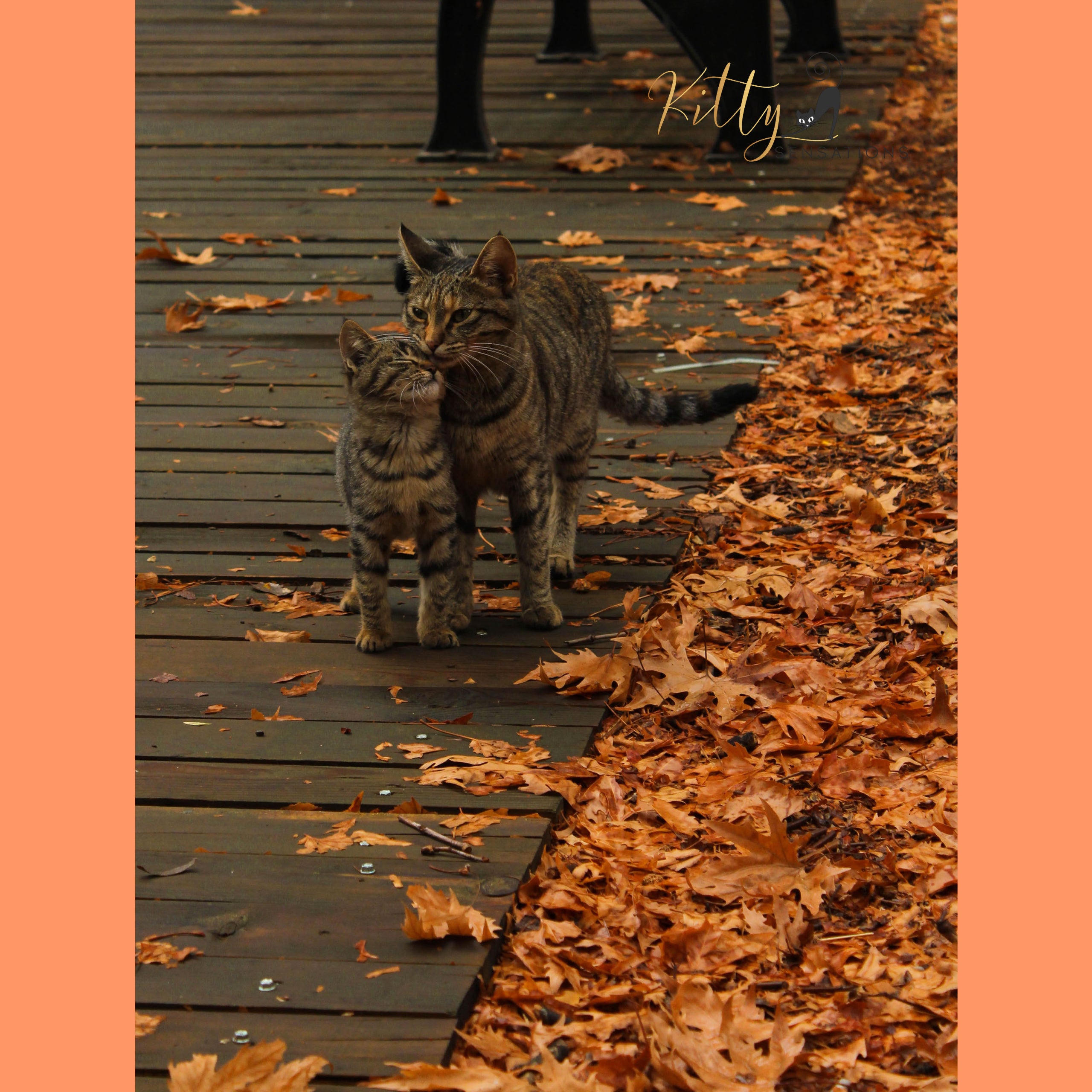 fall-kitties